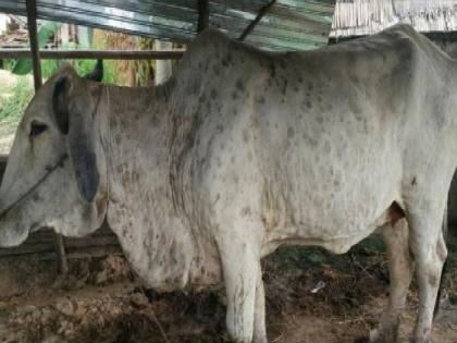 118 animals infected with lumpy in Sangli district, three cows died | सांगली जिल्ह्यात ११८ जनावरे लम्पी बाधित, तीन गायींचा मृत्यू; पशुसंवर्धन आयुक्तांनी घेतला आढावा