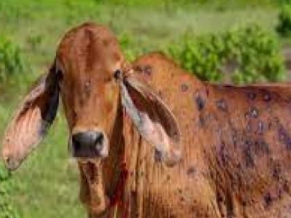 65 animals affected by lumpy in Sangli district | सांगली जिल्ह्यात लम्पीने ६५ जनावरे बाधित; मोराळेत वासराचा मृत्यू