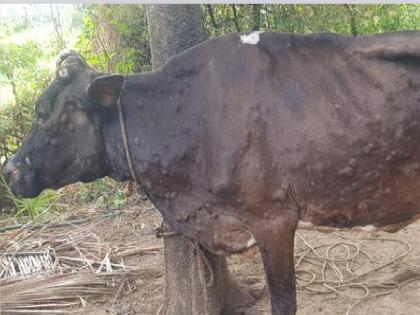 Three more animals died of lumpy disease in Satara district | सातारा जिल्ह्यात लम्पी रोगाने आणखी तीन जनावरांचा मृत्यू, आतापर्यंत १३२ पशुधन बाधित