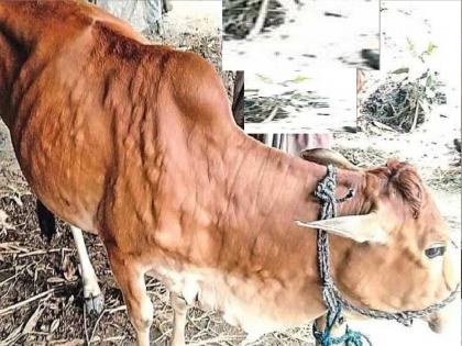 Lumpy grows in Satara district; Affected animals per thousand | सातारा जिल्ह्यात लम्पी वाढला; बाधित जनावरे हजार पार!, बळीराजा चिंतेत