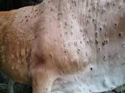 Lumpy is growing Another cattle infected in Akola city | लम्पी वाढतोय! अकोला शहरातील आणखी एका गुराला लागण