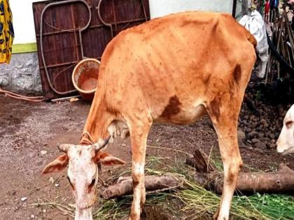 Lumpy's dead calf lying for three days! The mismanagement of the veterinary hospital khamgaon | लम्पीचे मृत वासरू तीन दिवसांपासून पडून! पशुचिकित्सालयाचा गलथान कारभार चव्हाट्यावर