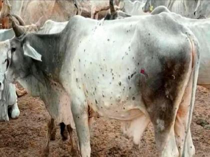 Lumpy skin disease seen in Nagpur districts cattle, Prevalence of similar disease in two villages | नागपूरमध्ये लम्पी पोहोचल्याचा संशय; दोन गावांत सदृश आजाराचा प्रादुर्भाव