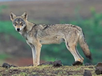 what do you say A biological hybrid between dogs and wolves! | काय सांगता? कुत्रे आणि लांडग्यांमध्ये जैविक संकर!