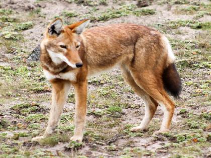 Wolves kill goats in Misalvasti satara, demand for compensation | सातारा: मिसाळवस्तीत लांडग्यांनी नऊ शेळ्यांचा पाडला फडशा, नुकसानभरपाईची मागणी