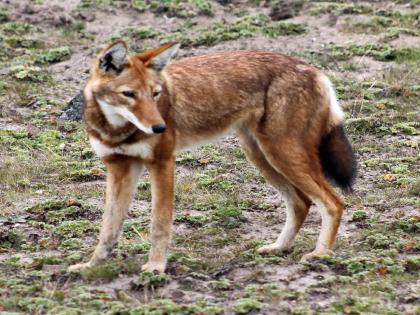 A young man and a woman were injured in a wolf attack in Phaltan Satara district | शिवारात काम करताना अचानक लांडग्याने केला हल्ला, एक युवक व महिला जखमी 