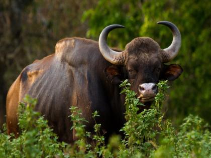 Old man seriously injured in Gaur attack, first incident in Lanja taluka | गव्याच्या हल्ल्यात वृद्ध गंभीर जखमी, लांजा तालुक्यातील पहिली घटना