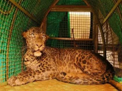 Leopard trapped in a noose freed after three and a half hours, imprisoned in a cage | Ratnagiri: फासकीत अडकलेल्या बिबट्याची साडेतीन तासांनी सुटका, पिंजऱ्यात जेरबंद Leopard trapped in a noose freed after three and a half hours, imprisoned in a cage | Ratnagiri: फासकीत अडकलेल्या बिबट्याची साडेतीन तासांनी सुटका, पिंजऱ्यात जेरबंद