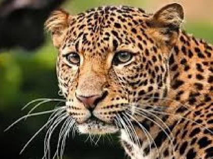 A calf fell out of the mouth of a female leopard while crossing the road in Lanja | Ratnagiri: बिबट्याच्या तोंडातून बछडा निसटला अन् आईपासून दुरावला, भेट घडविण्याचा प्रयत्न A calf fell out of the mouth of a female leopard while crossing the road in Lanja | Ratnagiri: बिबट्याच्या तोंडातून बछडा निसटला अन् आईपासून दुरावला, भेट घडविण्याचा प्रयत्न
