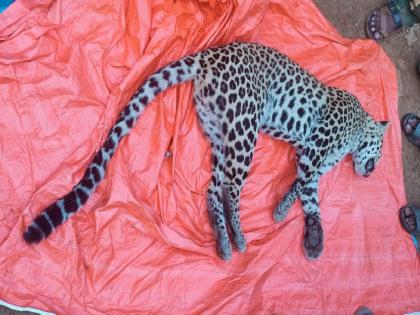 Bhandara | a Leopard killed in collision with unidentified vehicle in Lakhandur | अज्ञात वाहनाच्या धडकेत बिबट्याचा मृत्यू; लाखांदूर येथील घटना