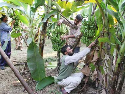 Bengali laborers in the air to cut Solapuri bananas; Demand from Karmalya exporters | सोलापुरी केळी तोडण्यासाठी हवेत बंगालीच मजूर; करमाळ्याच्या निर्यातदारांची मागणी