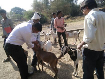 Immunization of 601 animals at Dighaibaab in Akkalkuwa | अक्कलकुव्यातील दिघीआंबा येथे 601 जनावरांचे लसीकरण