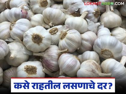 The old garlic season is in its final stages, the new season will start soon; how will the prices be? | जुन्या लसणाचा हंगाम शेवटच्या टप्प्यावर, नवीन हंगाम लवकरच सुरु होणार; कसे राहतील दर? The old garlic season is in its final stages, the new season will start soon; how will the prices be? | जुन्या लसणाचा हंगाम शेवटच्या टप्प्यावर, नवीन हंगाम लवकरच सुरु होणार; कसे राहतील दर?