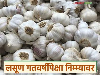 Latest News lasun market How will garlic prices be in February | Lasun Market : हंगामाच्या अखेरीस लसूण गतवर्षीपेक्षा निम्म्यावर, फेब्रुवारीत दर कसे राहतील? Latest News lasun market How will garlic prices be in February | Lasun Market : हंगामाच्या अखेरीस लसूण गतवर्षीपेक्षा निम्म्यावर, फेब्रुवारीत दर कसे राहतील?