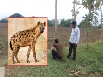 Stay awake for a week in fear of leopards, if found in forest department patrols! | बिबट्या आल्याच्या दहशतीने आठवड्यापासून जागता पहारा, वनविभागाच्या गस्तीत आढळला तरस