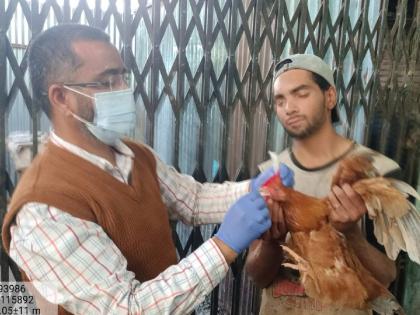 Samples of 40 poultry from alert zones to be tested | अलर्ट झोनमधील ४० कुक्कुटपक्ष्यांचे नमुने तपासणीस; बर्डफ्लूच्या भीतीमुळे पोल्ट्री चालकांना सूचना Samples of 40 poultry from alert zones to be tested | अलर्ट झोनमधील ४० कुक्कुटपक्ष्यांचे नमुने तपासणीस; बर्डफ्लूच्या भीतीमुळे पोल्ट्री चालकांना सूचना