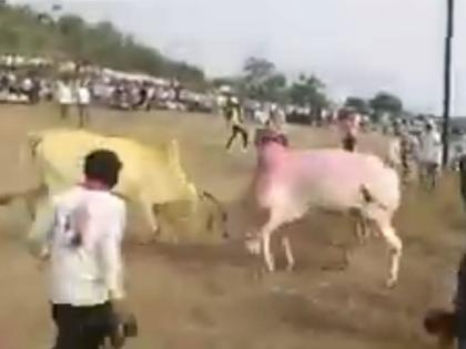 Latur: Illegal bullfighting is illegal; Case registered against 24 villagers, incident in Latur district | Latur: बेकायदा बैलांच्या झुंजी लावणं अंगलट; २४ ग्रामस्थांविरुद्ध गुन्हा दाखल, लातूर जिल्ह्यातील घटना