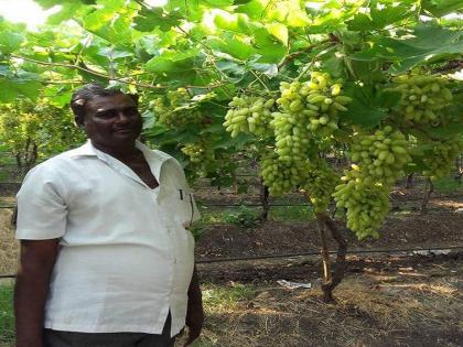 Grapes sour for farmers! Decrease in production due to changing environment | शेतकऱ्यांसाठी यंदाही द्राक्षे आंबटच !; बदलत्या वातावरणाने उत्पादनात झाली घट 