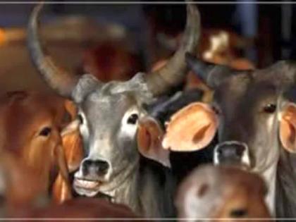 26 animals! Rescued, police action while taking to slaughter house | २६ जनावरं! झाली सुटका, कत्तलखान्यात नेताना पोलिसांची कारवाई