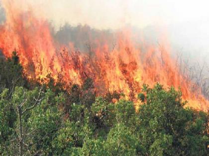 Ten-year forest area fire audit; Pench, Tadoba, Tipeshwar, Melghat target | दहा वर्षांतील वनक्षेत्राच्या आगीचे 'ऑडिट'; पेंच, ताडोबा, टिपेश्र्वर, मेळघाट लक्ष्य