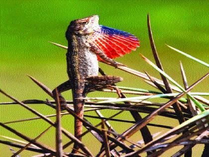  Mumbaikar Youth discovered that the new category of Chadra, San Throwed Lizard, | मुंबईकर तरुणांनी शोधली सरड्याची नवी प्रजात, सॅन थ्रोटेड लिझार्ड ही सरड्याची १२वी प्रजात  