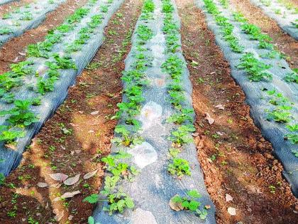 'Experience' of strawberry farming near Badlapur | बदलापूरजवळ स्ट्रॉबेरीच्या शेतीचा ‘अनुभव’