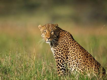 Leopard terror continues in Pimpri Pendhar area | दररोज नवा हल्ला, दर पाच वाड्यांत एक बिबट्या; पिंपरी परिसरात चाललंय तरी काय ? Leopard terror continues in Pimpri Pendhar area | दररोज नवा हल्ला, दर पाच वाड्यांत एक बिबट्या; पिंपरी परिसरात चाललंय तरी काय ?