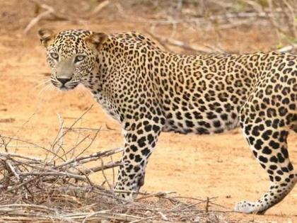 The leopard came, came, came... the farm became empty! Agricultural laborers in Khirpuri Khurd, Vyala area do not go to the fields | बिबट्या आला रे आला...शेत शिवार झाले रिकामे! खिरपुरी खुर्द, व्याळा परिसरात शेतमजूर शेतात जाईना