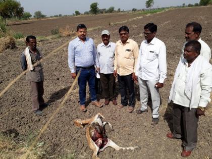 Hail hunted by a leopard in the valleys | वाळूज शिवारात बिबट्याने केली हरणाची शिकार