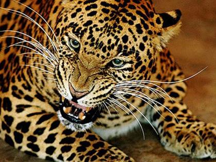 Leftover spouse gets rid of a leopard wife | बिबट्याच्या तावडीतून पतीने केली पत्नीची सुटका