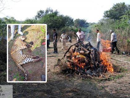 Male leopard killed in fight, death from internal cerebral hemorrhage; Gave fire | झुंजीत नर बिबट ठार, मेंदूत अंतर्गत अतिरक्तस्त्रावामुळे मृत्यू; दिला भडाग्नी