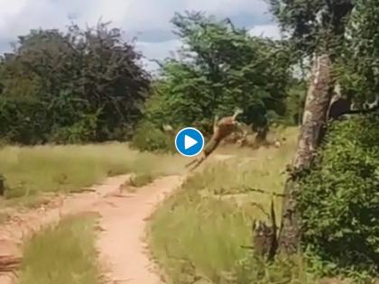 leopard catches it's prey in by flying in the air video goes viral on internet | Viral Video: थरारक! बिबट्याने हवेत केली हरणाची शिकार, व्हिडिओ पाहुन येईल अंगावर काटा