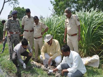 Death of a leopard in search of water at Aurangabad | पाण्याच्या शोधात असलेल्या बिबट्याचा वाहनाच्या धडकेत मृत्यू 