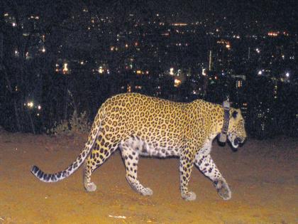 Wall around Sanjay Gandhi National Park to prevent leopards from entering: Forest Minister Ganesh Naik | बिबट्यांचा शिरकाव रोखण्यासाठी संजय गांधी राष्ट्रीय उद्यानाभोवती भिंत : वनमंत्री गणेश नाईक Wall around Sanjay Gandhi National Park to prevent leopards from entering: Forest Minister Ganesh Naik | बिबट्यांचा शिरकाव रोखण्यासाठी संजय गांधी राष्ट्रीय उद्यानाभोवती भिंत : वनमंत्री गणेश नाईक