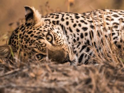 Two-and-a-half-year-old leopard was found, | अडीच वर्षांची बिबट्याची मादी सापडली, वनरक्षकांच्या मदतीनं जेरबंद