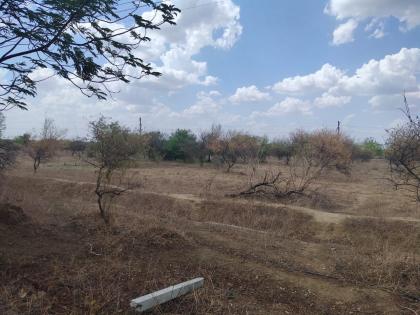 Dried lemon trees at the Agricultural University; Temperature blow | कृषी विद्यापीठातील लिंबूची झाडे वाळली; तापमानाचा फटका