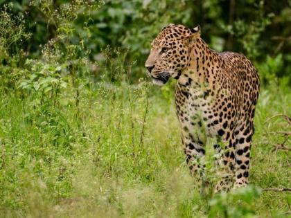 Leopard sightings in Solapur area; Track cameras moved from Chincholi colony now to Shirapur | सोलापूर परिसरात बिबट्याचे दर्शन; चिंचोळी वसाहतीमधील ट्रॅक कॅमेरे हलवले आता शिरापुरात