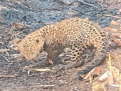 A leopard's calf was found Shiwar in the emergency situation in Talbid Satara District | Satara: अत्यावस्थेत बिबट्याचा बछडा शिवारात आढळला, वनविभागाने घेतले ताब्यात; उपचार सुरू