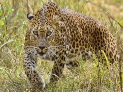 Goat, buffalo killed in leopard attack at Shirale Khurd sangli | शिराळे खुर्द येथे बिबट्याच्या हल्ल्यात शेळी, रेडी ठार