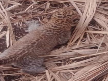 Three leopard cubs found in Bambavad sangli, The forest department kept the calves in their natural habitat | बांबवडेत आढळले बिबट्याचे तीन बछडे, वनविभागाने बछड्यांना मादी घेवून जाण्यासाठी नैसर्गिक अधिवासात ठेवले