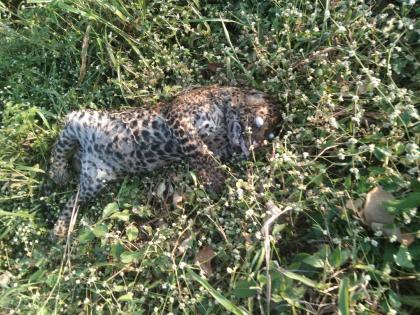 Death of two leopards in Sangli district, The issue of wildlife protection is critical | सांगली जिल्ह्यातील कार्वे, इटकरेत दोन बिबट्यांचा मृत्यू; वन्यजीवांच्या संरक्षणाचा मुद्दा ऐरणीवर