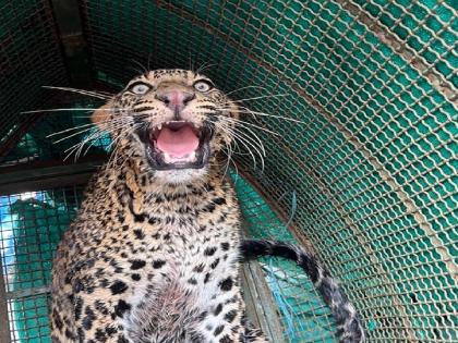 While chasing the prey, the leopard fell into the well, The forest department pulled out safely | भक्षाचा पाठलाग करताना बिबट्या विहिरीत पडला, वनविभागाने सुखरूप बाहेर काढले