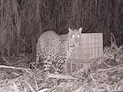 Leopard cub rests in mother lap, cameras watch all night in Satara | Satara: बिबट्याची बछडी आईच्या कुशीत विसावली, रात्रभर कॅमेऱ्यांचा ‘वॉच’ 