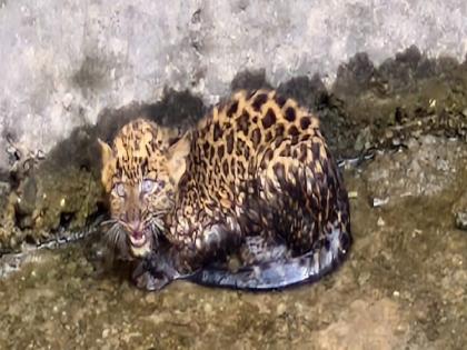 Leopard calf falls into well in karad satara; Rescue operation started | Satara: बिबट्याचा बछडा विहिरीत पडला; रेस्क्यू ऑपरेशन सुरू