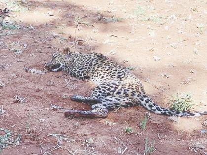 The forest department took the leopard in search of food and sent it to Pune for treatment | भक्ष्याच्या शोधात आलेल्या बिबट्याला वनविभागाने घेतले ताब्यात, उपचारासाठी पुण्याला रवानगी