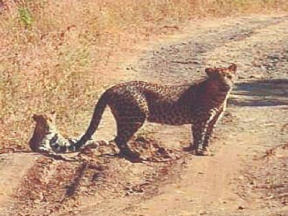 A pair of leopards roam in Kolwadi Dongar area of ​​Satara district | सातारा जिल्ह्यातील कोलवडी डोंगर परिसरात बिबट्याच्या जोडीचा वावर