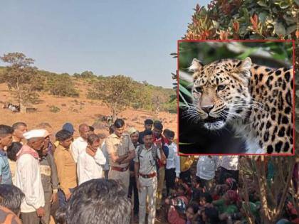 The family of the dead girl in the leopard attack will get Rs 20 lakhs | बिबट्याचा हल्ल्यातील मृत मुलीच्या कुटुंबीयांना २० लाख रुपये मिळणार, कोल्हापुरातील शाहूवाडी येथील घटना