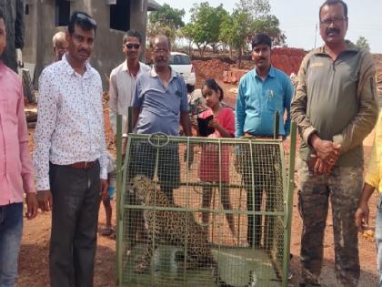 Rescue of a leopard that fell into a well while chasing its prey, Incident at Talwade Wakadwadi in Rajapur | Ratnagiri: भक्ष्याचा पाठलाग करताना विहिरीत पडलेल्या बिबट्याला जीवदान, तळवडे वाकाडवाडीतील घटना