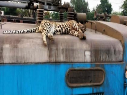 Dead body of leopard found on railway engine in chandrapur | बापरे! रेल्वे इंजिनवर आढळला बिबट्याचा मृतदेह