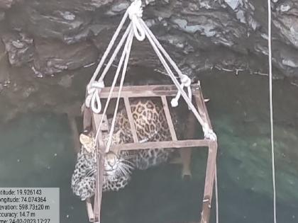 farmers alertness; Give life to the leopard | शेतकऱ्यांचे प्रसंगावधान; बिबट्याला जीवदान